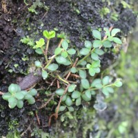 <i>Peperomia tetraphylla</i>  (G.Forst.) Hook. & Arn.